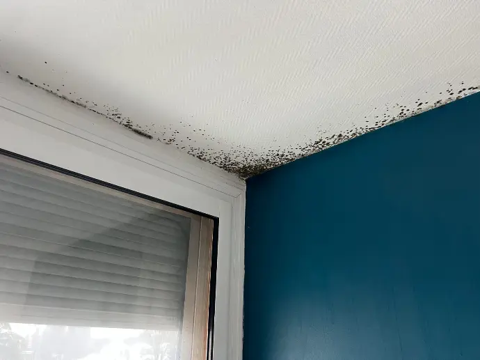 Infiltration de toiture provoquant des moisissures au plafond nécessitant une intervention urgente en Isère